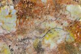 Vibrantly Colored, Polished Petrified Wood Section - Arizona #113362-2